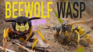 Beewolf wasp attacking bees by Team Candiru 408,305 views 5 years ago 4 minutes, 40 seconds