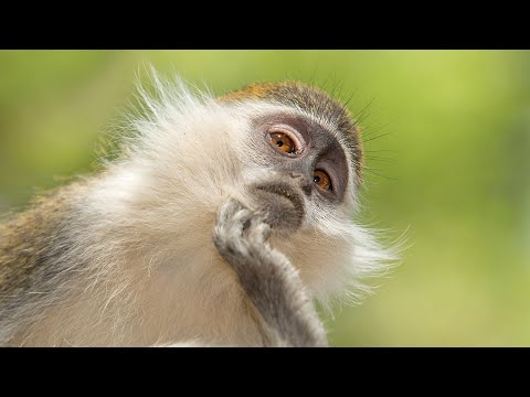 Monkey Crime Scene: Inside the Wild World of Vervet Monkey Street Gangs documentary thumbnail