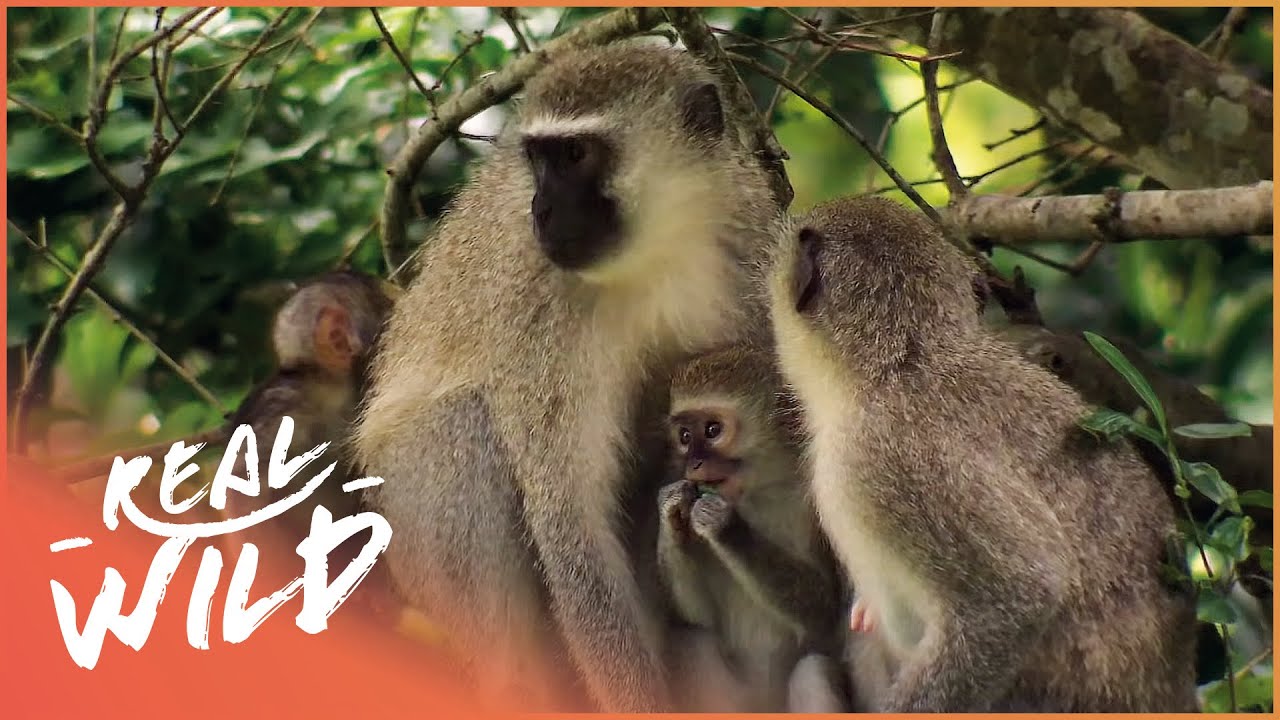 Street Monkeys Mating Season Documentary Series Real Wild Youtube - howtogetrobuxcodes videos 9tubetv