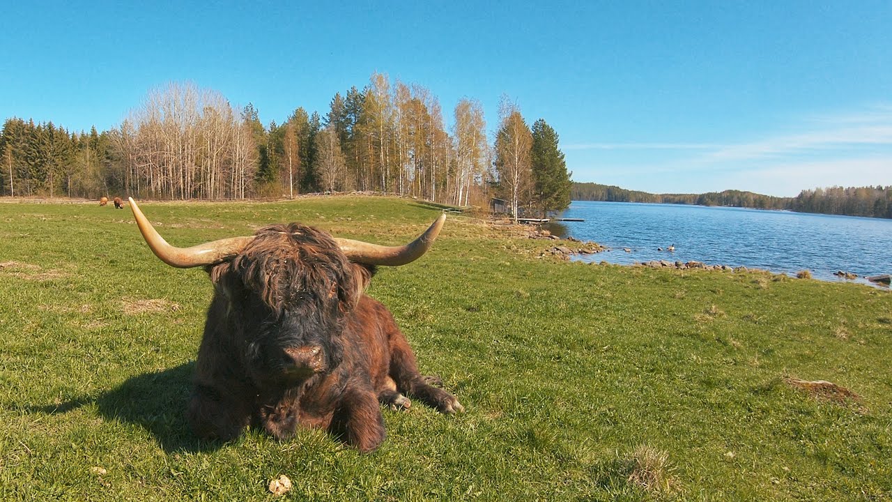 Highland Cattle bulls at the lakeside pasture