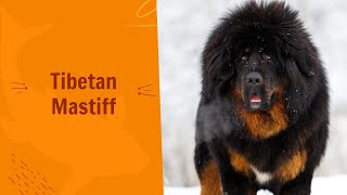 Tibetan Mastiff Fact | The one who killed an entire pack of wolves ? | Majestic Guardians | Animal