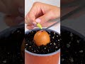 Unlock the Secrets to Your Dream Garden with Fun Hacks!
