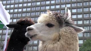 赤れんが庁舎前にアルパカがやってきた~Alpaca crying