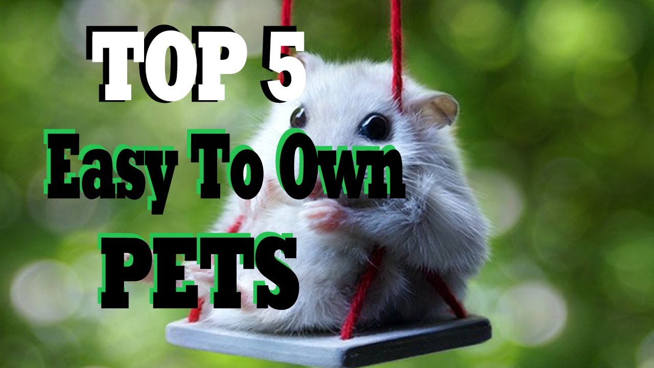 Top 5 Low Maintenance Pets That Like To Be Handled YouTube Top 5 Low Maintenance Pets That Like To Be Handled YouTube