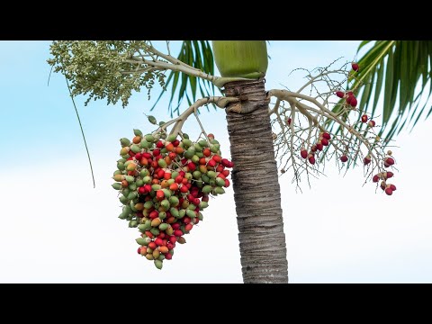 Video: Queen Palm Winter Care - Come svernare Queen Palms
