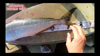 【ブリ確保】ショアから鰤を釣るには…