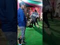 Mandyali nati  pahadi band baja  himachali marriage dance