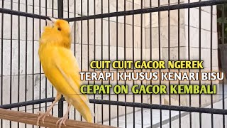 Download Lagu kenari gacor panjang Cuit Cuit EMOSI, Pancingan Kenari Paud Belajar Bunyi, terapi AMPUH Kenari MACET MP3