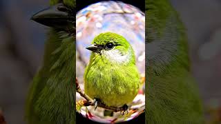Tiny Bird, Big Voice! 📢💚 #Green Bird #SingingBird #Bird Song #Japanese White eye #Cute #ColorfulBird
