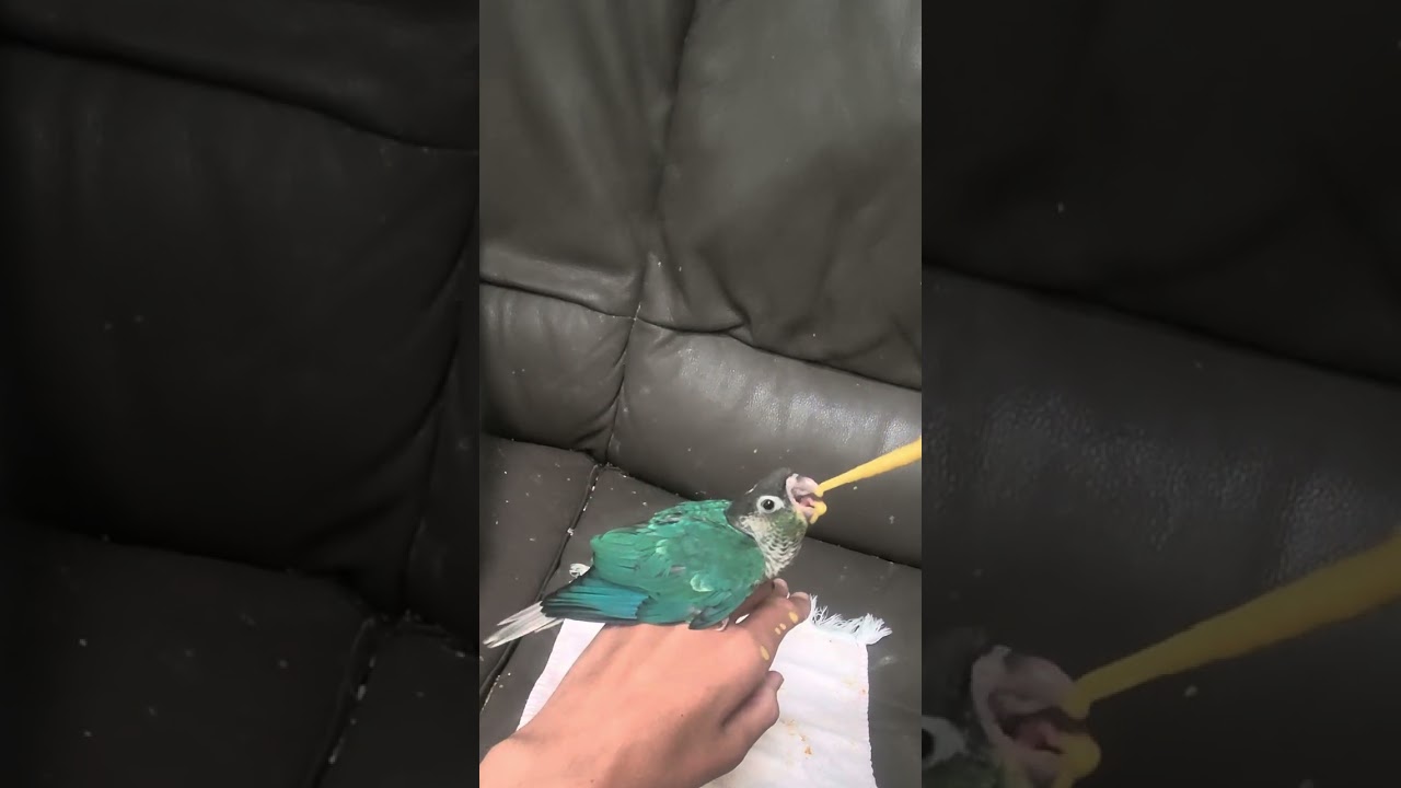 It’s Hand Feeding Time!