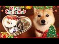 犬用の豪華クリスマスディナーでメリークリスマス！！！