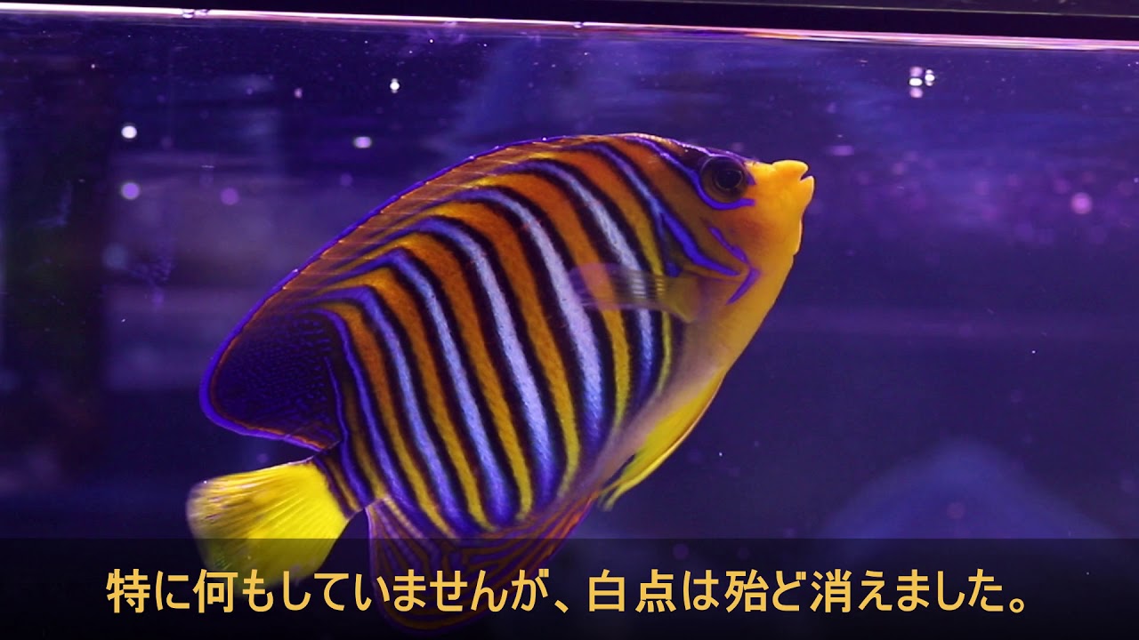 海水魚 白点病の対応方法 Youtube