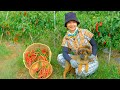 Harvesting red peppers goes to market sell  make papaya salad farm gardening