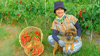 Harvesting Red Peppers Goes To Market Sell  Make Papaya Salad, Farm, Gardening