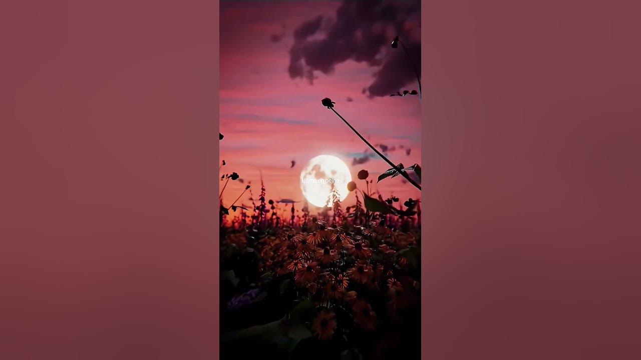 indila -- love story (lyrics)|| whatsapp status || english song || #aesthetic ||#shorts  #song