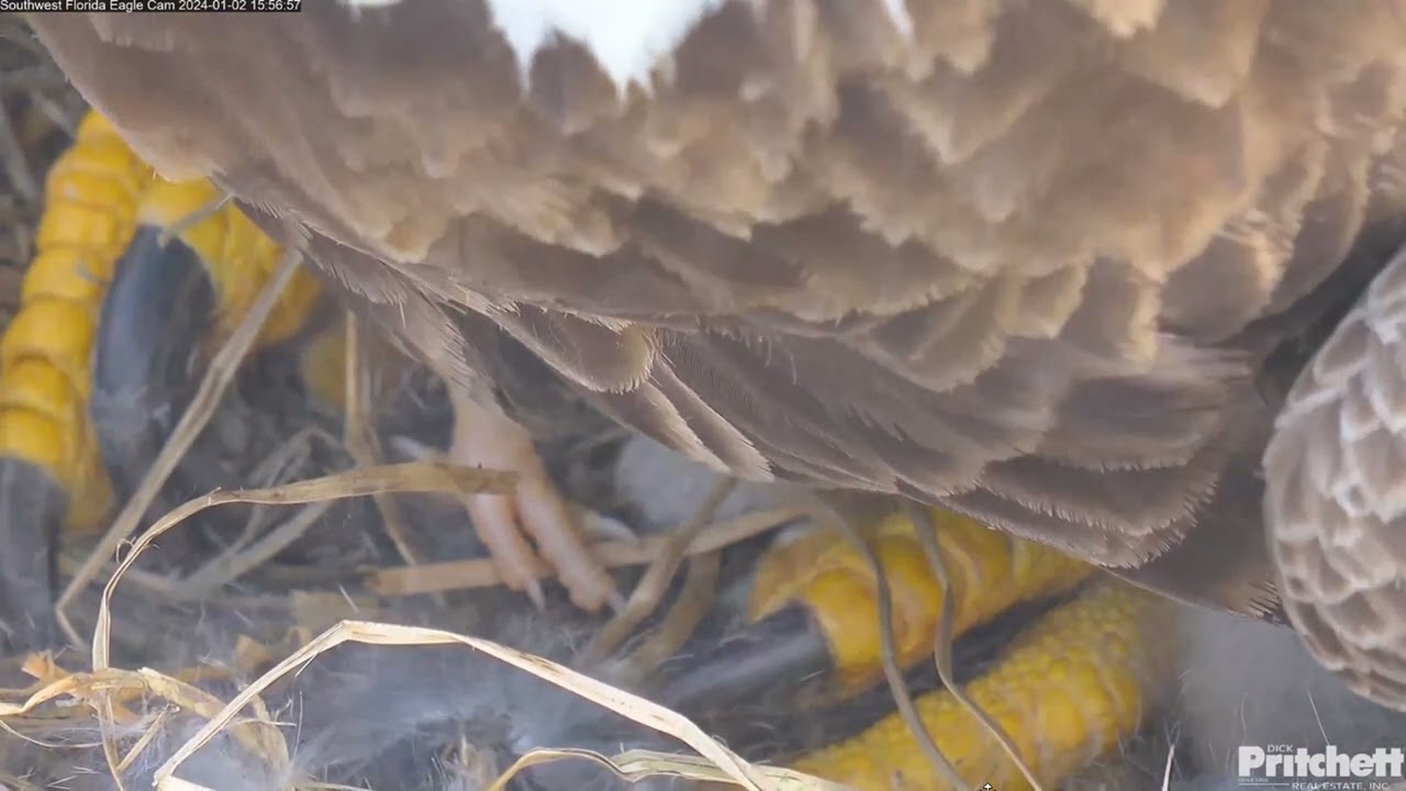 E23 s Leg Is 2 Days And 15 Hours Old 15 56 2024 01 02 Southwest E23 s Leg Is 2 Days And 15 Hours Old 15 56 2024 01 02 Southwest