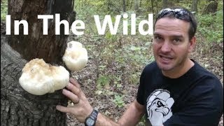 Lion's Mane Mushrooms | Finding Picking Cooking