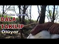 ASILIP ÖLÜYORLAR / They Are Hanged And Left To Die