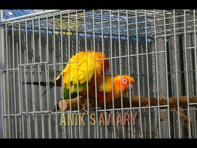 Sun Conure Pair Mating 🧡 class=