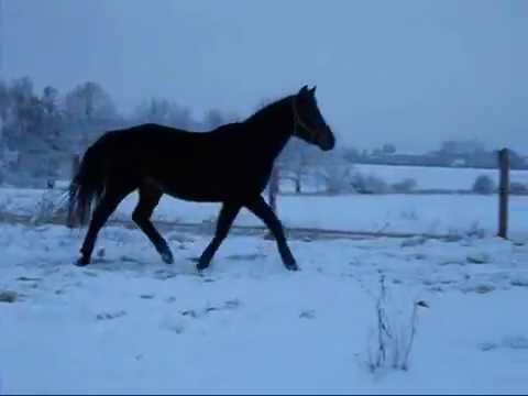 Video: Zimní Péče O Staršího Koně - 4 Tipy, Jak Pomoci Vašemu Koni Přes Zimu