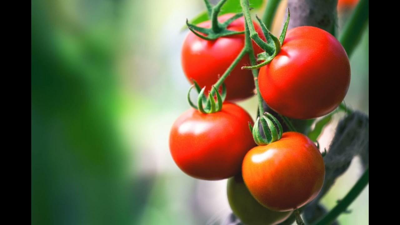 Помидоры на ветке. Помидоры для кетчупа сорта. Поле с помидорами фото. Плодоножка томата. Томат детерминантный черри.
