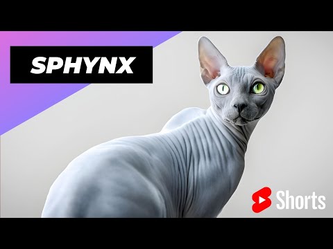 वीडियो: Sphynx