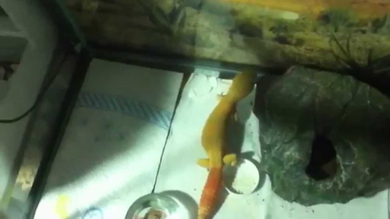 reptiles concept Contest entry for HolaLola0707's contest