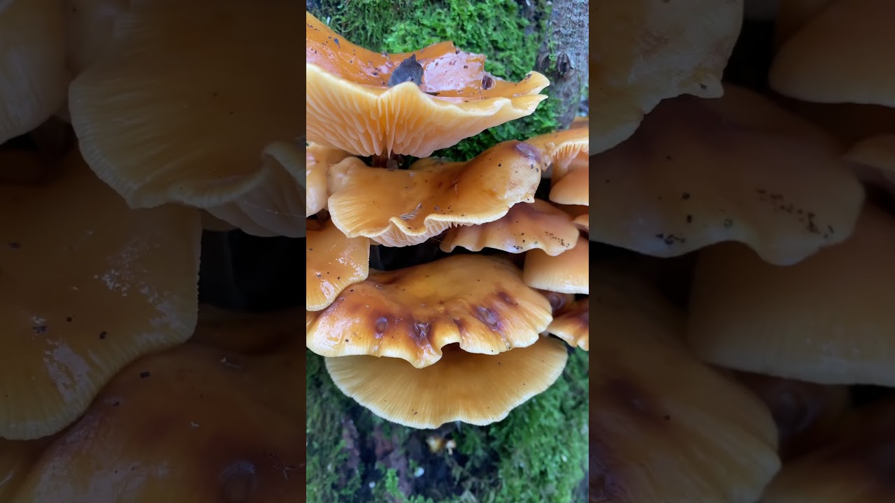 ЗИМНИЕ ОПЯТА 