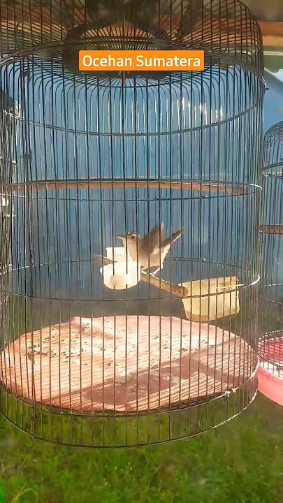 Pelanduk Semak Asli Bengkulu Sumatera Gacor Ngeleper #kicaumania #birdsinging