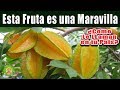 Esta Fruta es un Verdadero tesoro! Quedaras pasmada con sus Beneficios Increibles de la Carambola