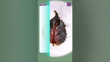 Is Chlorophyll Necessary for Photosynthesis? | Testing for Evidence of Photosynthesis