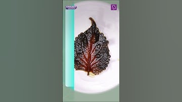 Is Chlorophyll Necessary for Photosynthesis? | Testing for Evidence of Photosynthesis