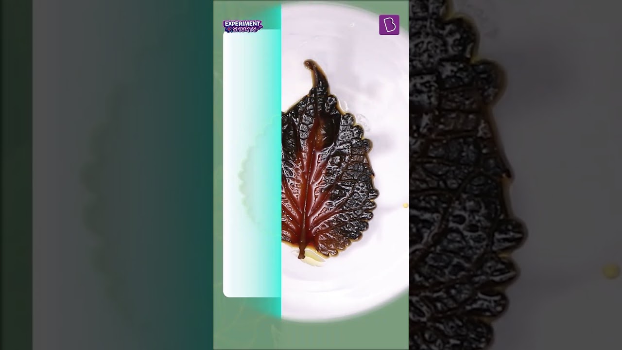 Is Chlorophyll Necessary for Photosynthesis? | Testing for Evidence of Photosynthesis