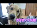 宇都宮で大地震。その時大型犬は。ゴールデンレトリバーティト