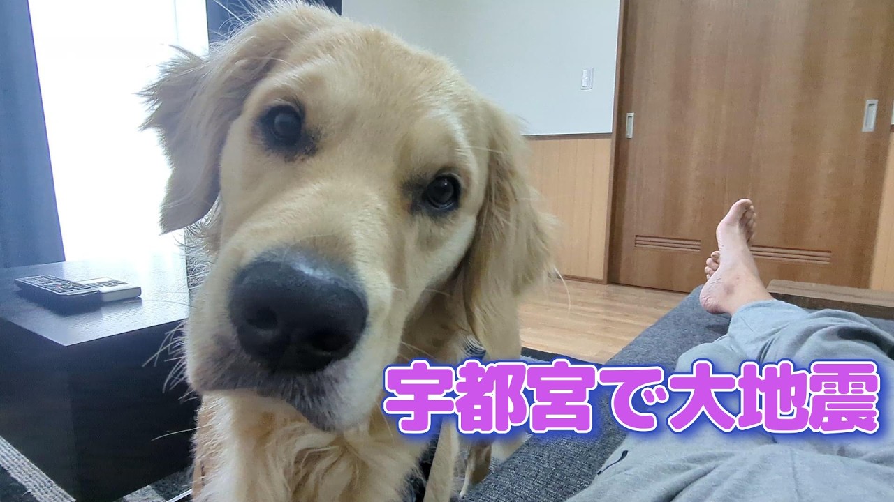 宇都宮で大地震。その時大型犬は。ゴールデンレトリバーティト
