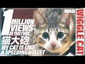猫大砲