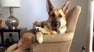 Ultimate Funny Cats and Dogs  Best Funniest Animal Videos Of The Week