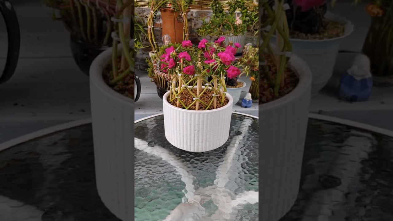 Portulaca flower growing together plant used bamboo #shorts #viralvideo #plants #diy