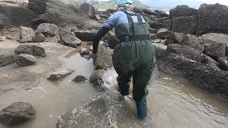 渔妹趁大风浪出来赶海发现游在水坑的大货追过去一看乐坏了