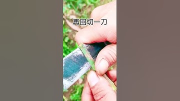 Cây xoài ghép và chia sẻ. # 果树 graf 接 # Trợ lý Douyin