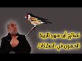 نصائح ابو سرور لتربية الحسون والانتاج منه  في السلاكات