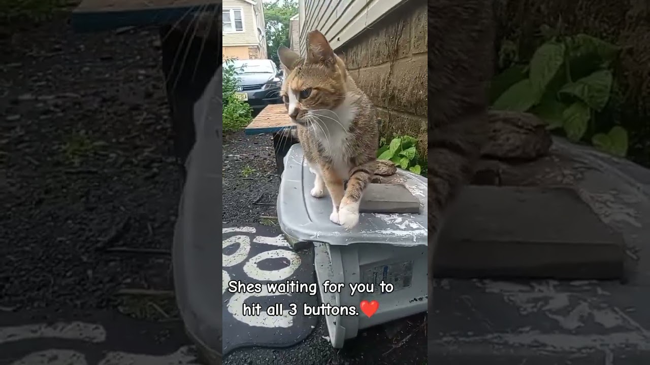 Ear tipped Calico cat  