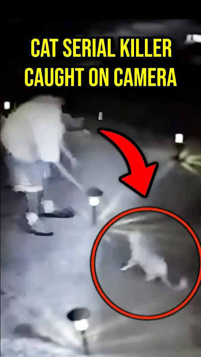 WATCH: Police Chief's Son Caught Killing Cats #crime #shorts #cctv