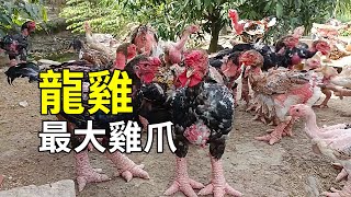 滿腳肉瘤的龍雞人工養殖過程大開眼界