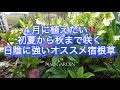 【ガーデニングVlog 】４月中に植えたい‼️初夏から秋まで咲く日陰に強い超オススメの宿根草5つ｜5 recommended plants that are strong in the shade