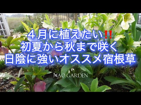 【ガーデニングVlog 】４月中に植えたい‼初夏から秋まで咲く日陰に強い超オススメの宿根草5つ｜5 recommended plants that are strong in the shade