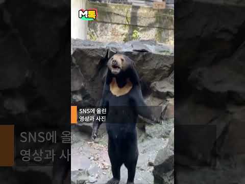 &quot;곰 탈 쓴 사람이잖아!&quot; 가짜 곰 논란에 중국 동물원은? [shorts]
