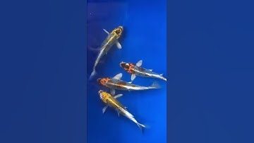 Cá koi đẹp#0931444240#bán cá koi giá sỉ#cá koi mini#koi rẻ#muabancakoigiare www.cacanhthanhliem.com