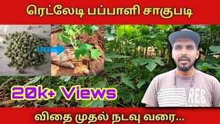 ரெட்லேடி பப்பாளி விதை முதல் நடவு வரை || Redlady Papaya cultivation nursery to plantening || in tamil