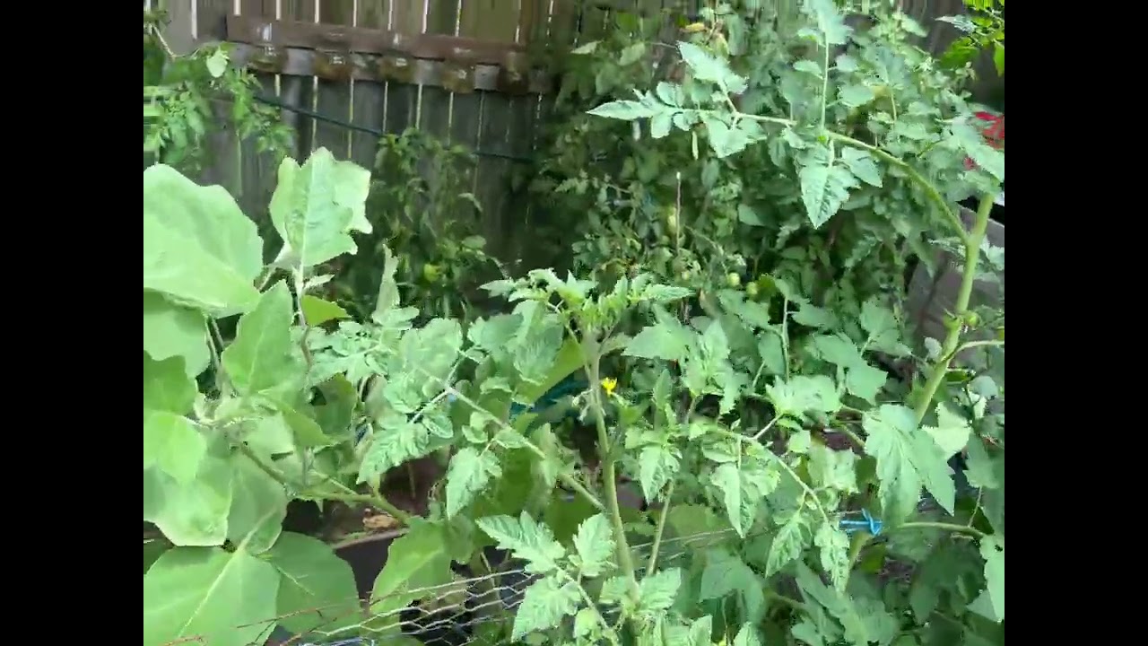Rainy vegetable Garden Harvest ASMR 
